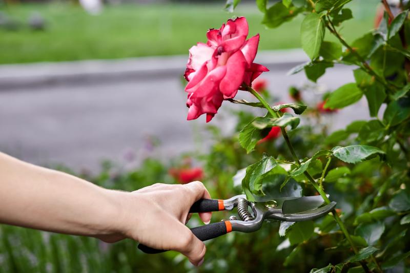 Przesadzanie róży w ogrodzie: kiedy przesadzać różę i jak to robić prawidłowo?