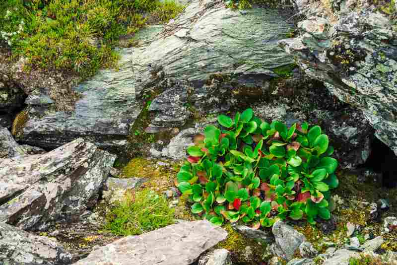 Najlepsze miniaturowe krzewy liściaste do skalniaków i małych ogrodów