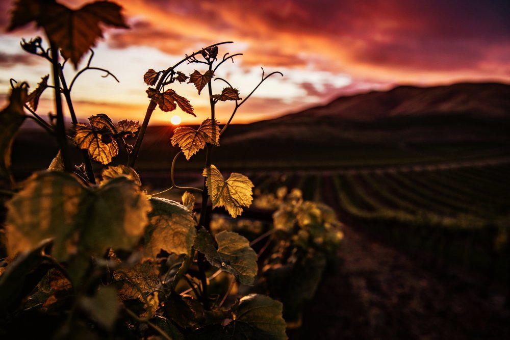 Cudowna mozaika włoskich win czerwonych – odkrycie autochtonicznych odmian winogron